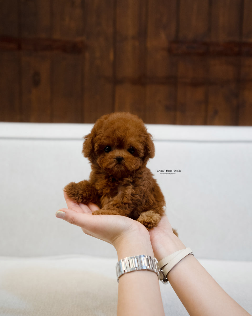 Cinnamon clearance poodle micro