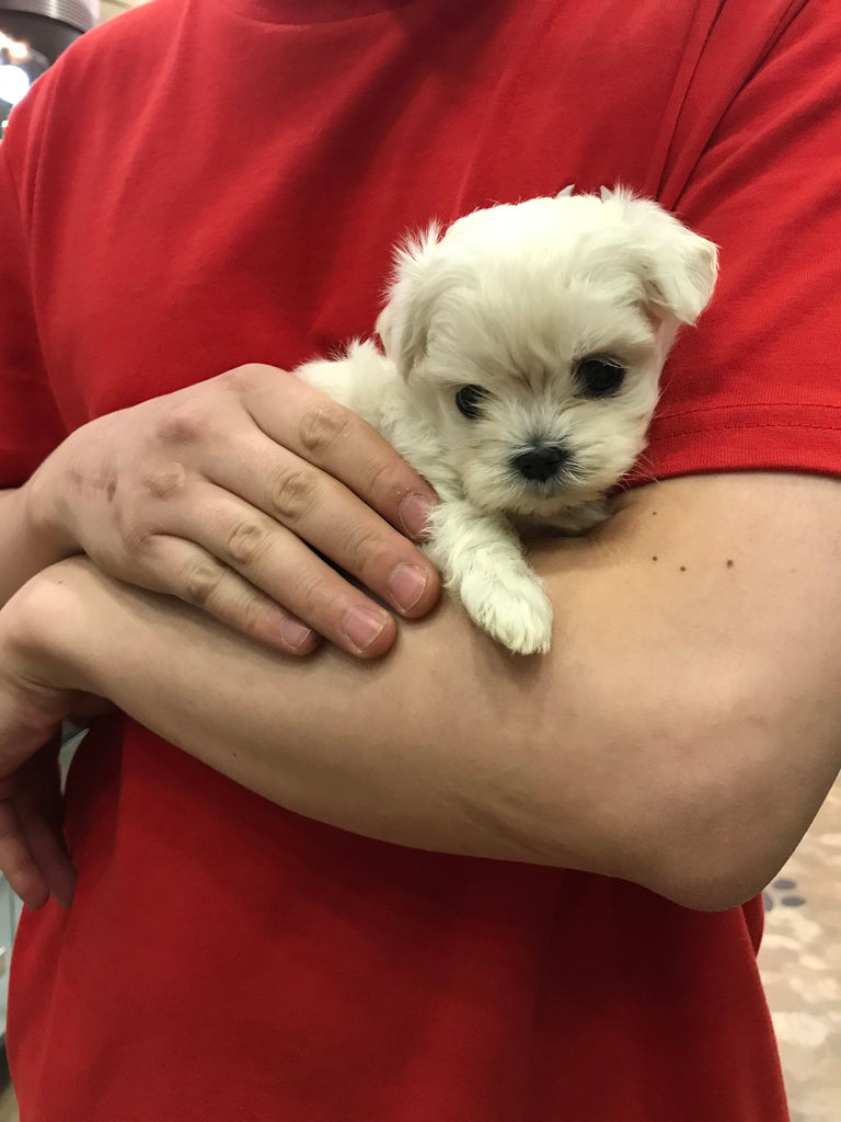 Maltese [Lowell Puppies]