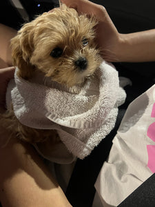 Dallas Teacup Maltipoo puppies [lowellteacuppuppies]