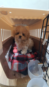 Teacup Maltipoo puppies [lowellteacuppuppies]