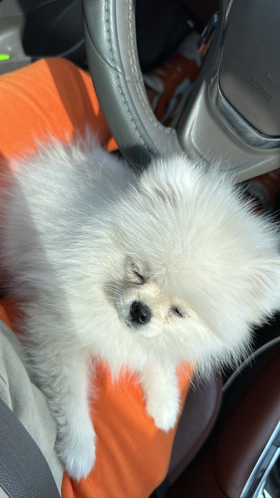 Teacup Pomeranian puppies [lowellteacuppuppies]