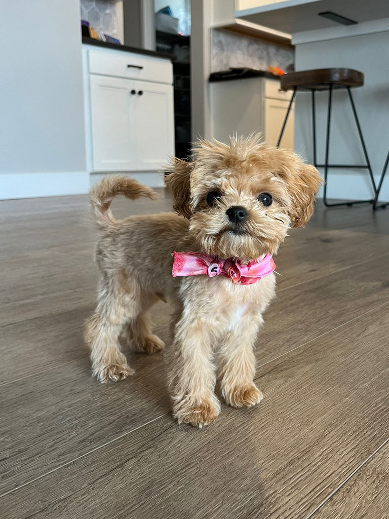 Teacup Maltipoo puppies [lowellteacuppuppies]