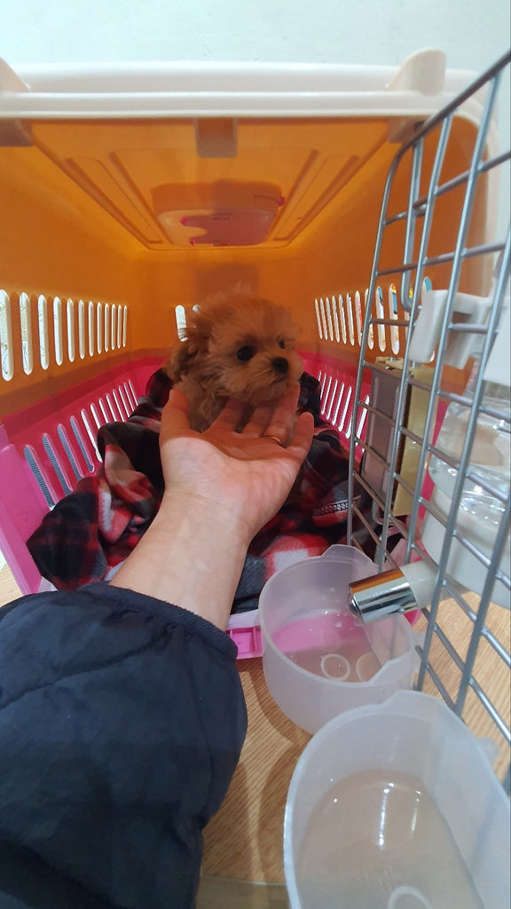 Teacup Maltipoo puppies [lowellteacuppuppies]