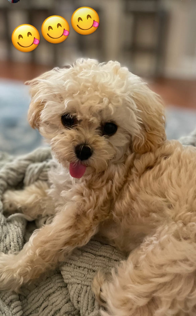 Teacup Maltipoo puppies [lowellteacuppuppies]