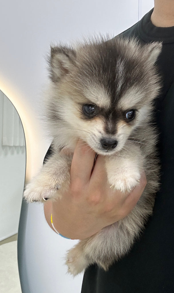 Teacup Pomsky puppies [lowellteacuppuppies]