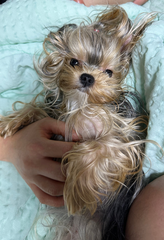 Teacup Yorkie puppies [lowellteacuppuppies]