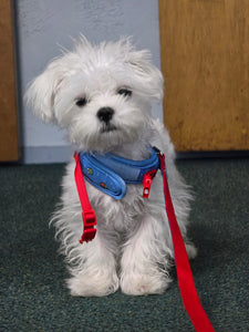 Teacup Maltese puppies [lowellteacuppuppies]