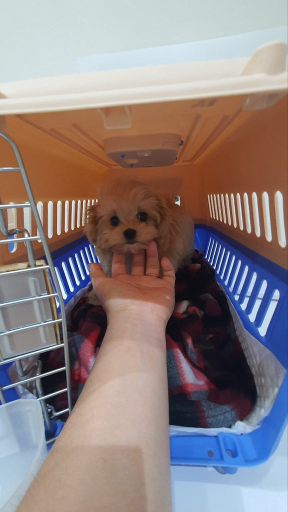 Teacup Maltipoo puppies [lowellteacuppuppies]