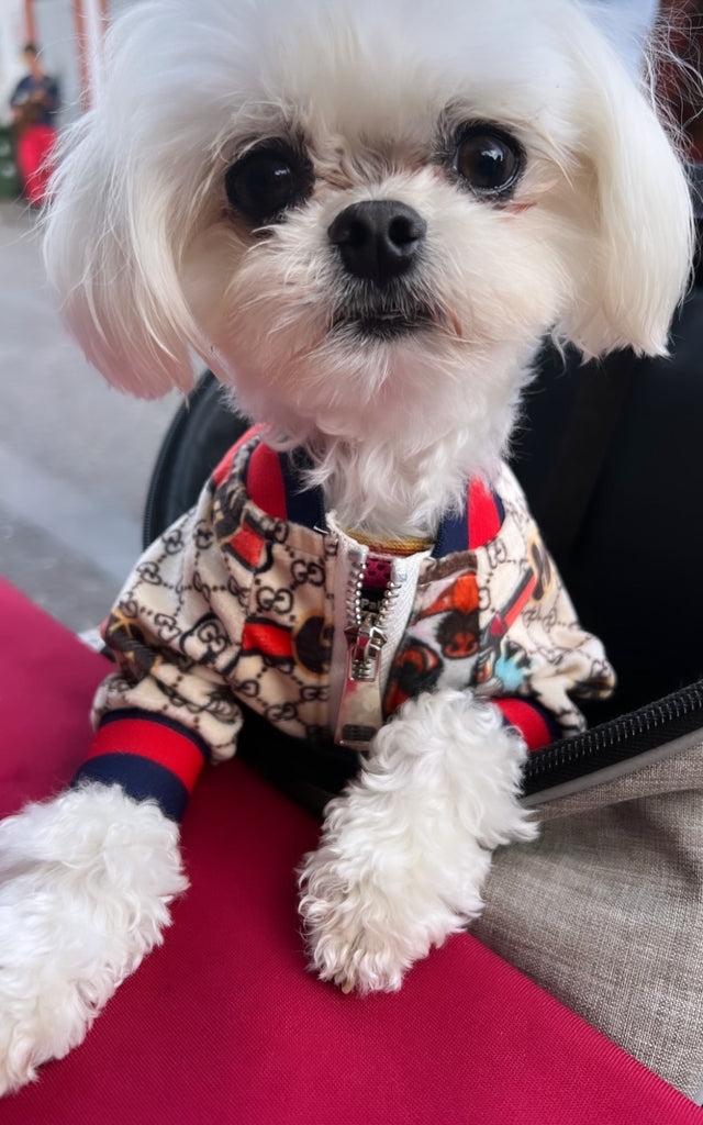 Teacup Maltese puppies [lowellteacuppuppies]