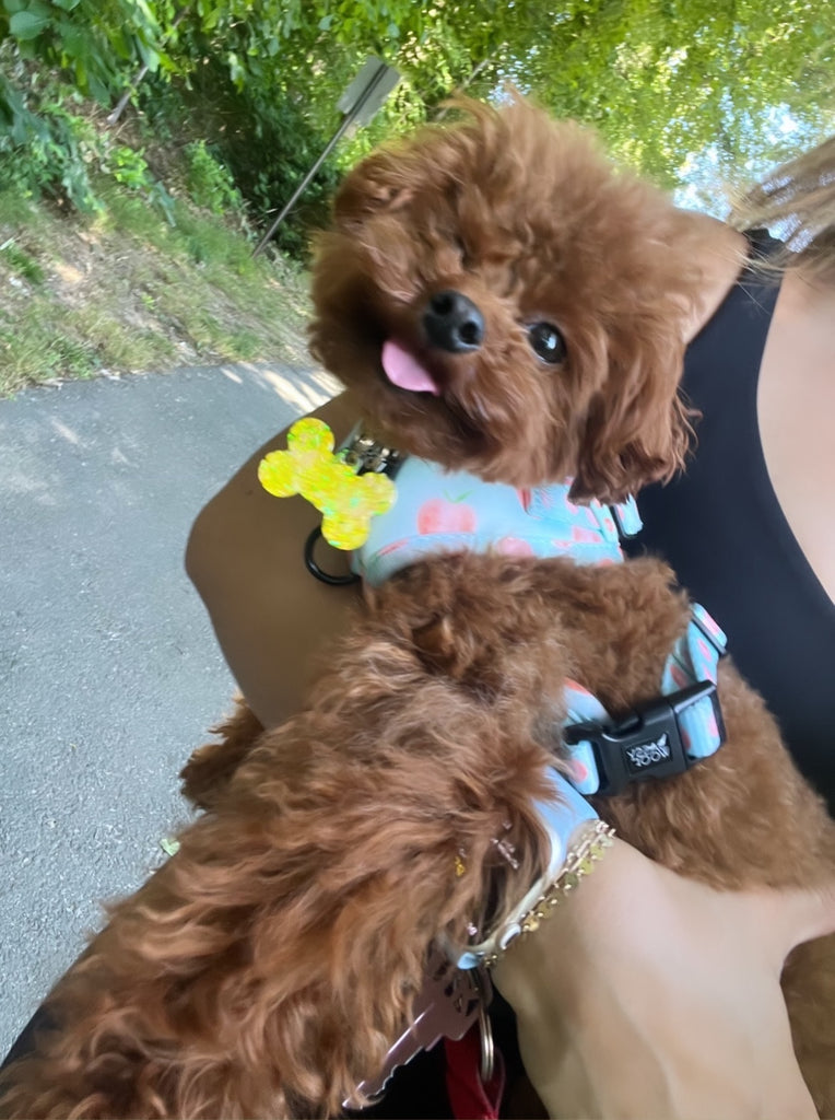 Teacup Poodle puppies [lowellteacuppuppies]