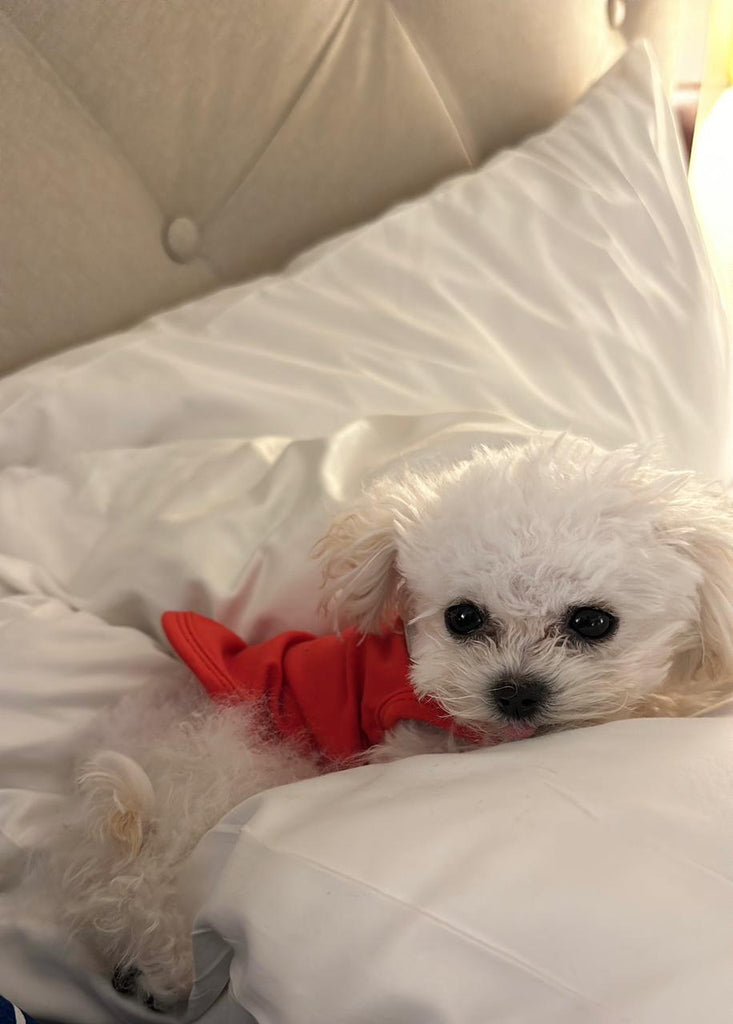 Teacup Poodle puppies [lowellteacuppuppies]