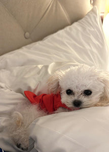 Teacup Poodle puppies [lowellteacuppuppies]