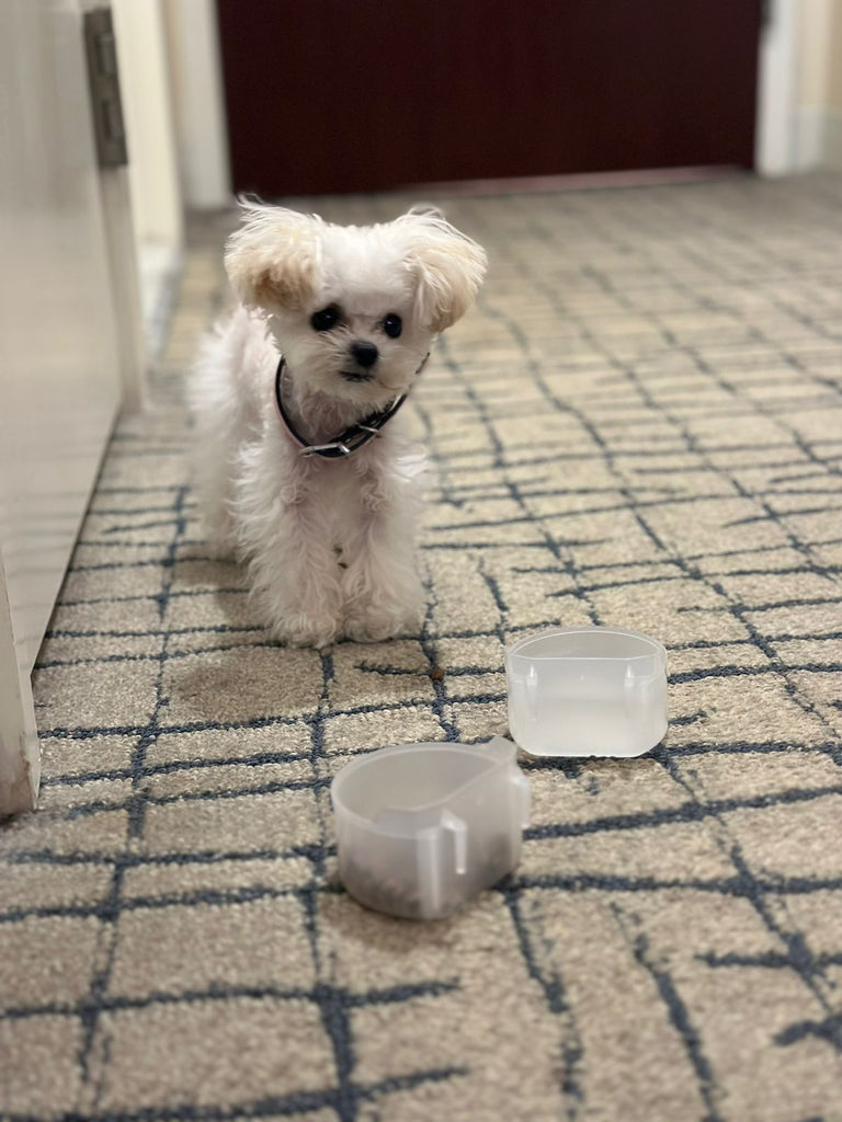 Teacup Poodle puppies [lowellteacuppuppies]