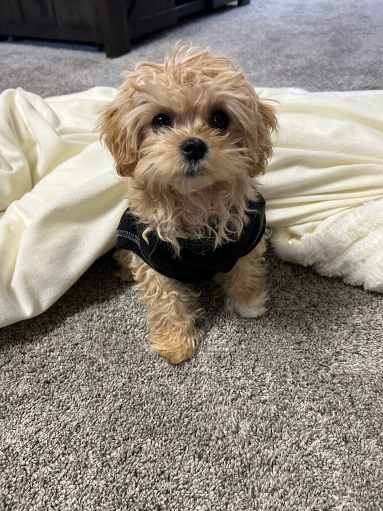 Teacup Maltipoo puppies [lowellteacuppuppies]