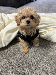 Teacup Maltipoo puppies [lowellteacuppuppies]