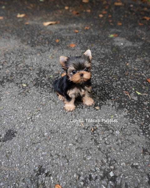 Teacup Yorkie Male [Pepsi]