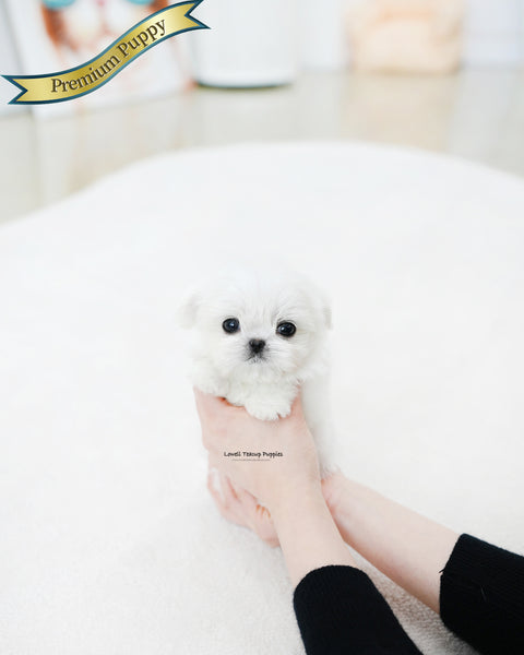 Teacup Maltese Female [Prin]