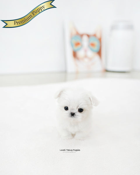 Teacup Maltese Female [Prin]