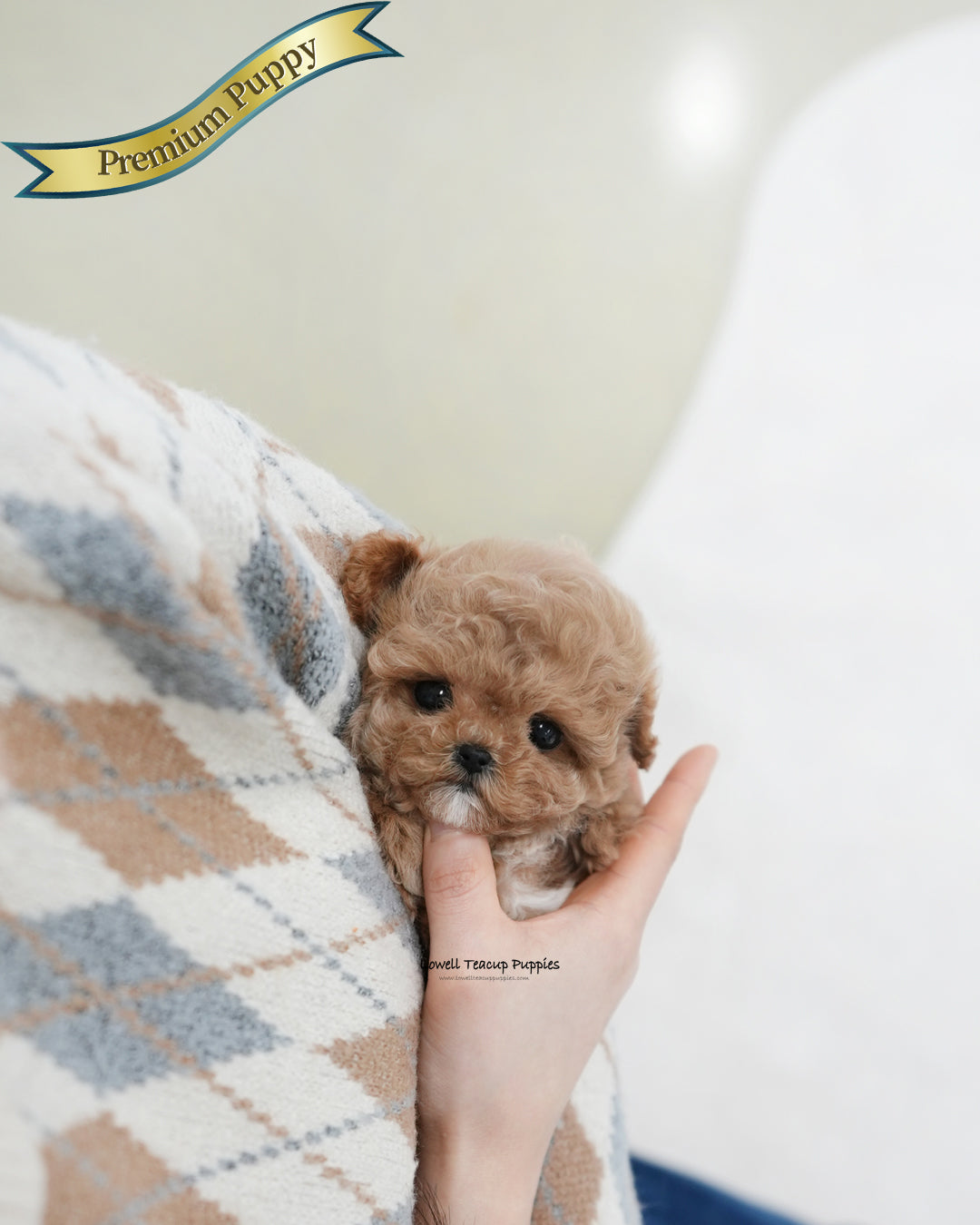 Teacup Maltipoo Female [Jelly]