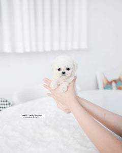 Teacup Bichon Frise Male [Mong]