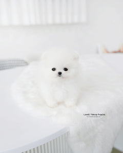 Teacup Pomeranian Male [Tom]