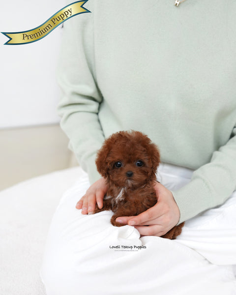 Teacup Poodle Female [Evelyn]