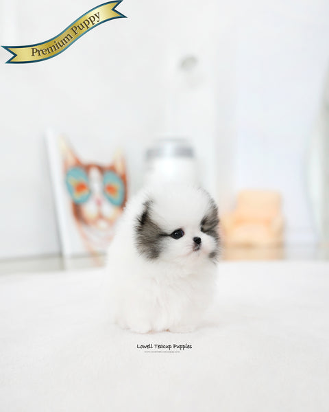 Teacup Pomeranian Female [Lanvin]