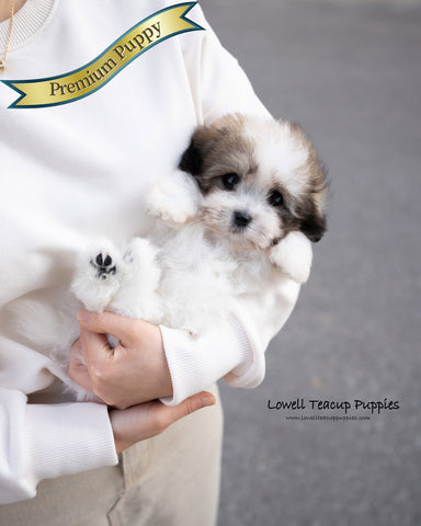 Coton de Tulear Male [London]