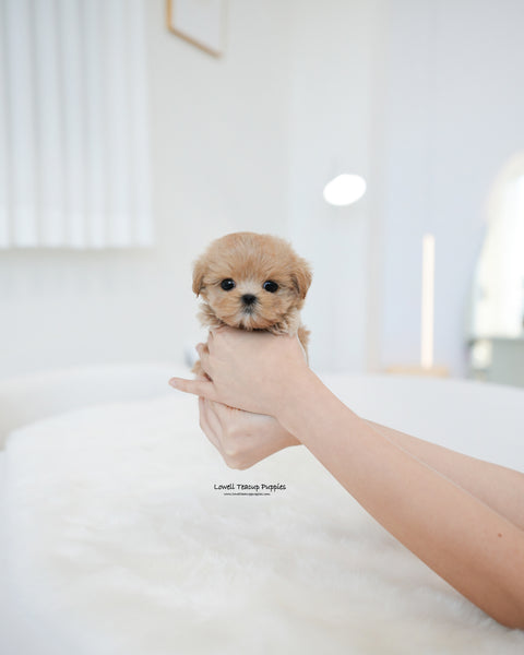 Teacup Maltipoo Male [Muffin]