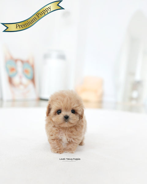 Teacup Maltipoo Male [Colin]