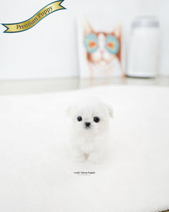 Teacup Maltese Female [Prin]