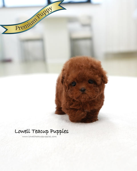 Teacup Poodle Female [Hermes]