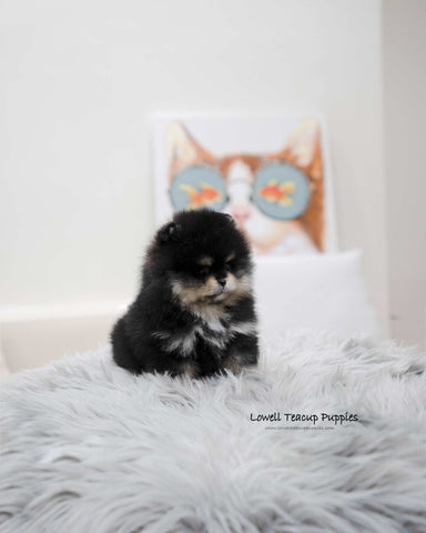 Teacup Pomeranian Male [Ryan]