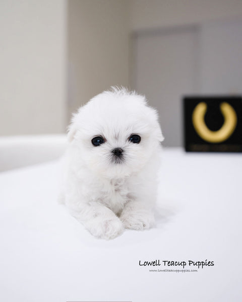 Teacup Maltese Male [Ted]