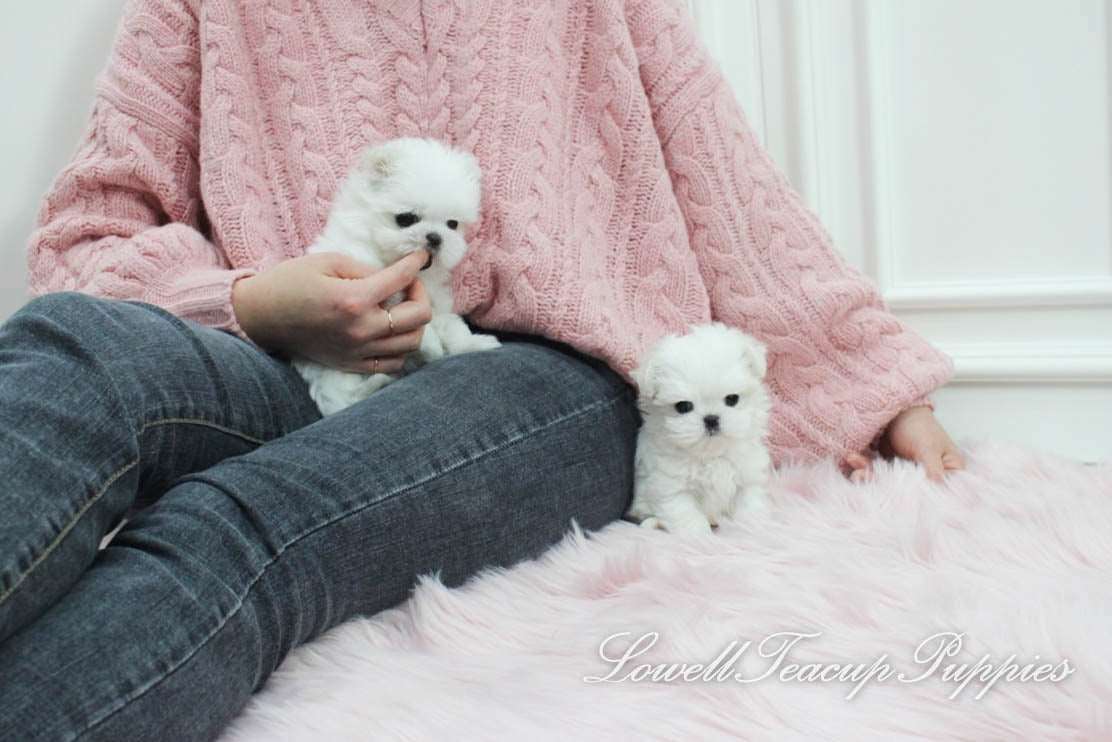 Teacup Maltese Male [Dove] - Lowell Teacup Puppies inc