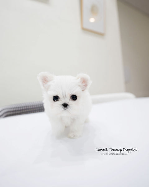 Teacup Maltese Male [Gian]