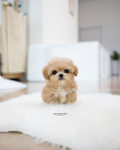 Teacup Maltipoo Male [Benji]