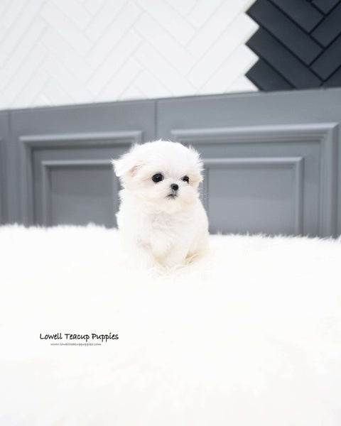 Teacup Maltese Female [Rosie]