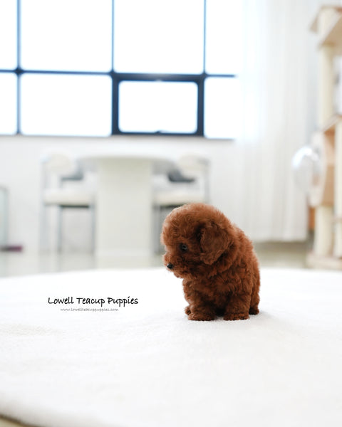 Teacup Poodle Female [Mandy]