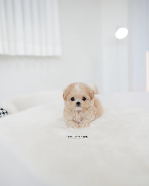 Teacup Maltipoo Male [Cheese]