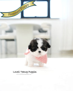 Teacup Maltipoo Female [Miu Miu]