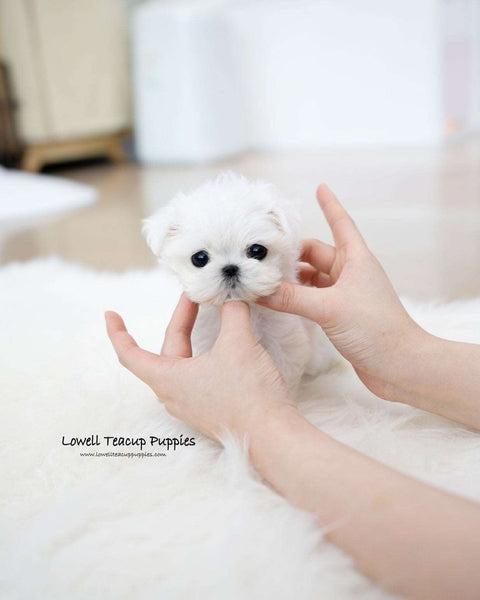 Teacup Maltese Female [Honey]