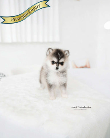 Teacup Pomsky Male [Edgar]