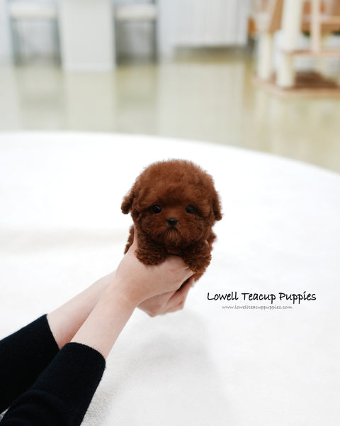 Teacup Poodle Female [Hermes]