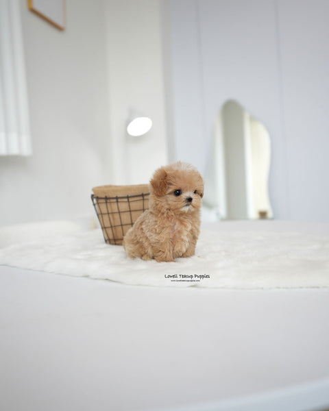 Teacup Maltipoo Female [Bambi]