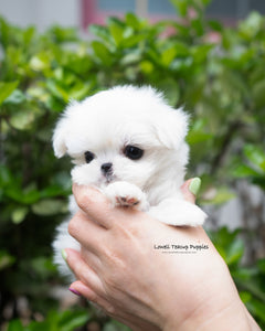 Teacup Maltese Male [Tayo]