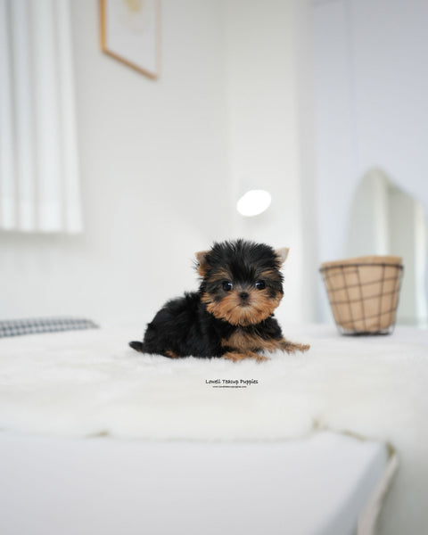 Teacup Yorkie Female [Betty]