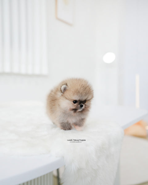 Teacup Pomeranian Male [Tiramisu]