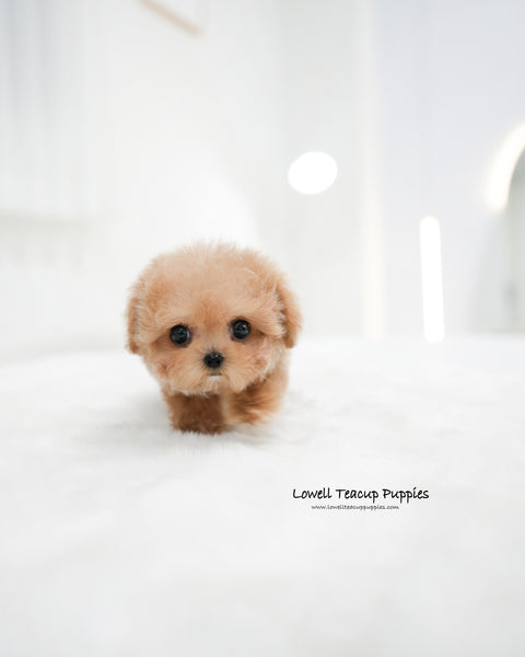 Teacup Poodle Male [Jerry]