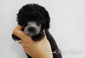 Teacup Poodle Female [Lola] - Lowell Teacup Puppies inc